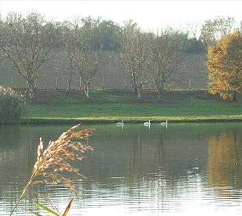 Platán Vendégház